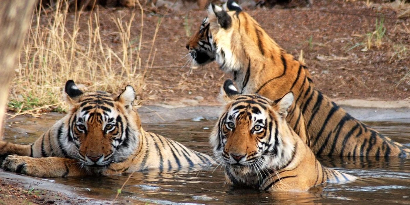 Haridwar Rishikesh Mussoorie Corbett Nainital Tour Package